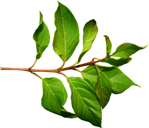 https://purepng.com/public/uploads/large/purepng.com-green-leavesleaffoliageautumn-foliagephotosynthetic-function-1411527056777gl9p3.png